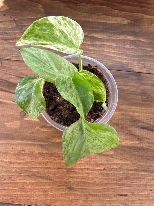 Pothos