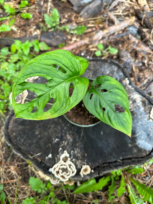 Monstera andansonii