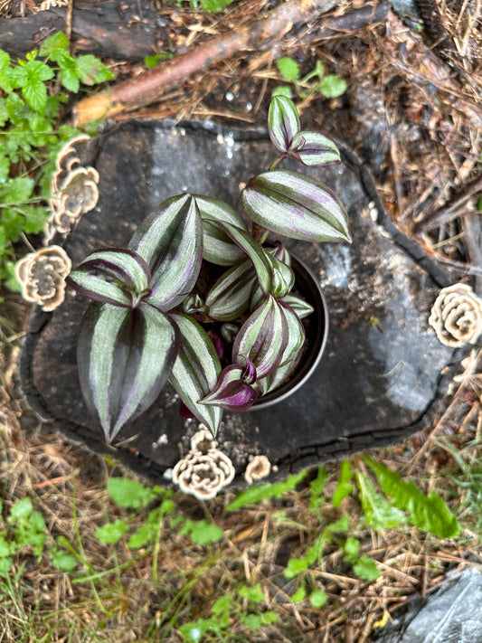 Wandering Jew