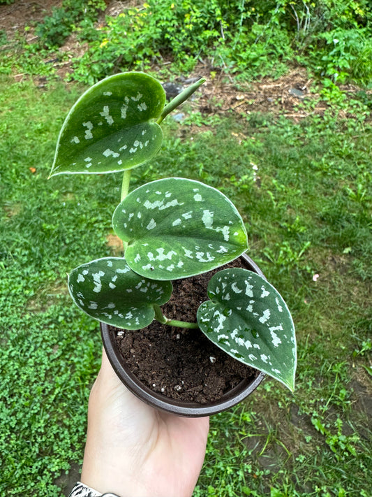 Pothos Silver Satin