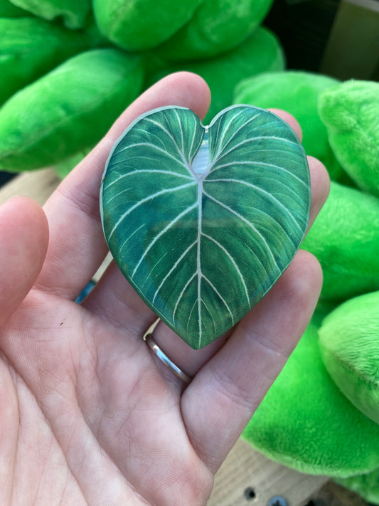 Phone grip - philodendron nanegalense